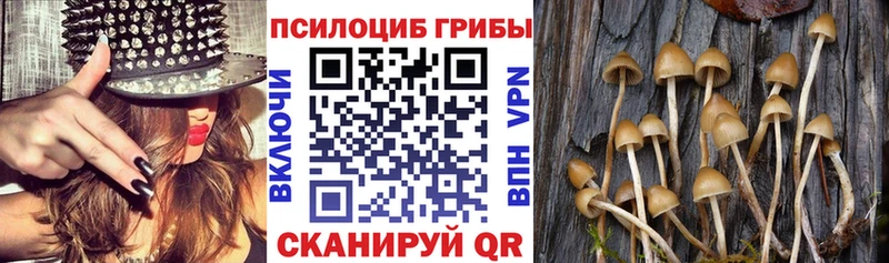 Псилоцибиновые грибы ЛСД  KRAKEN маркетплейс  Шали 